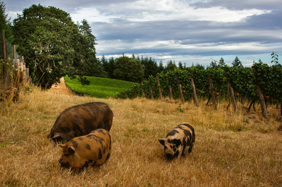 Antiquum-Farm-Kune-Kune-pigs