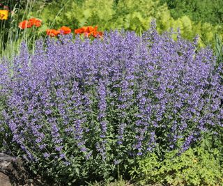 Catmint perennial with mauve blooms in a garden border