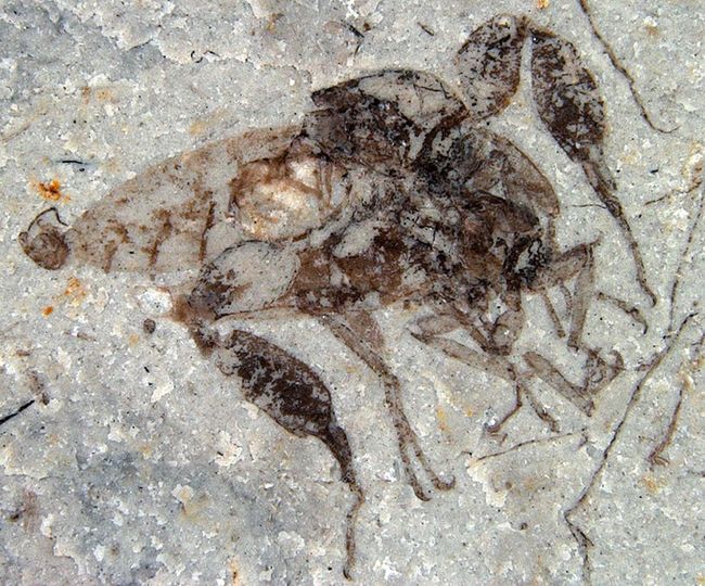 Images: Fossil Fly Sex | Jurassic Insects | Live Science