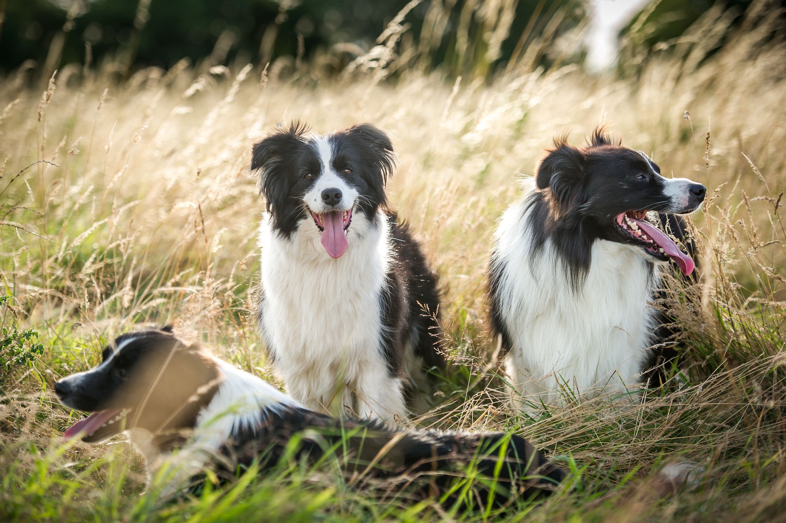 The smartest dog breed in the world — loved by Robert Burns and Queen Victoria