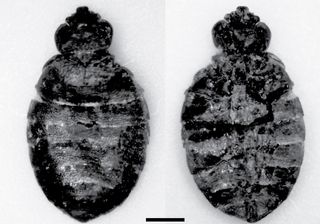 The Cimex antennatus specimen dated back 5,100 years, while others ranged from 9,400 to nearly 11,000 years old.