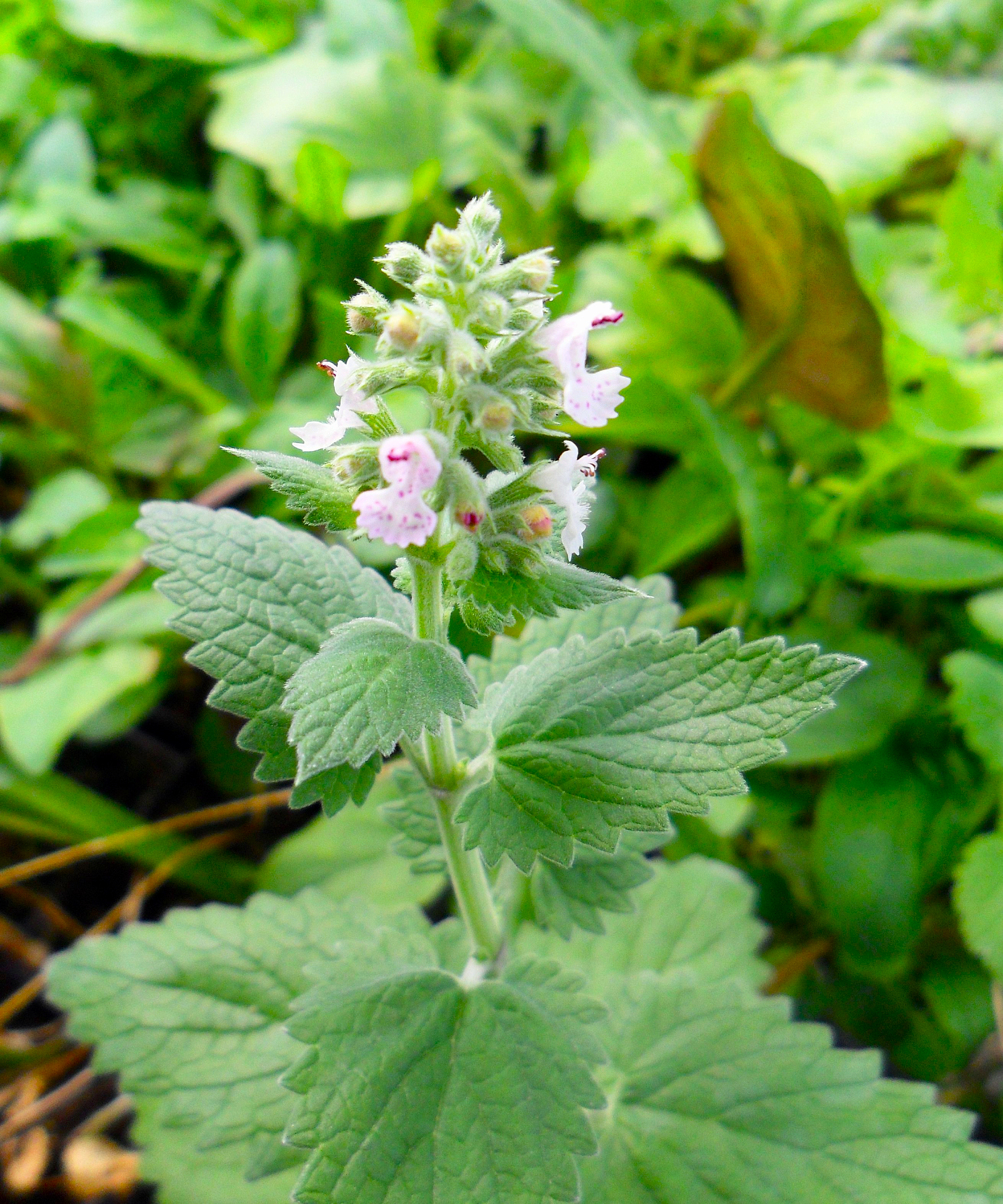 Catmint Nepeta cataria Catnip Flower