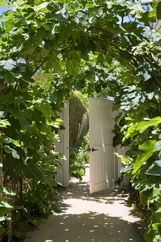 a trellis walkway through a narrow garden