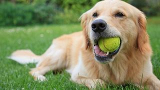 Golden Retriever chewing tennis ball