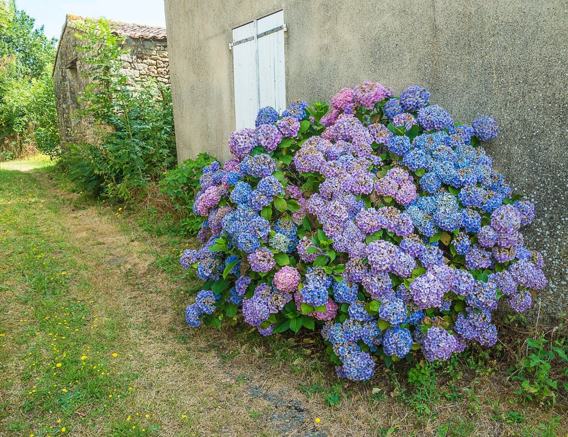 Hydrangea Flowers