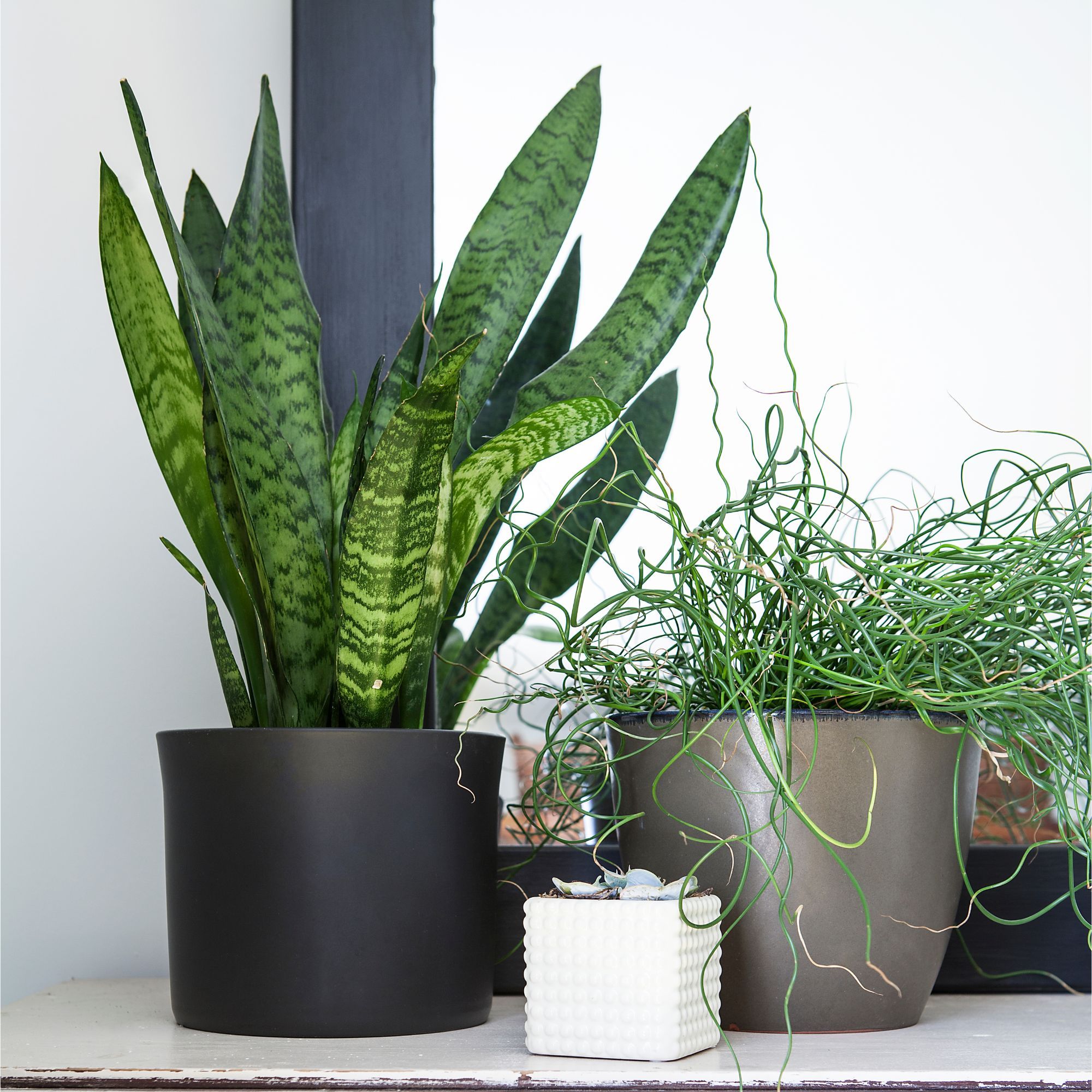 Potted snake plant on shelf next to mirror