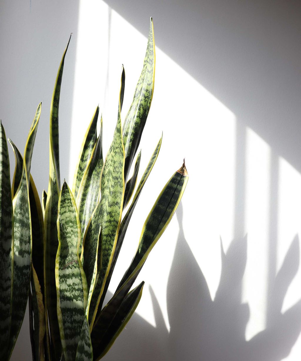 How Often Should I Water A Snake Plant? | Homes & Gardens