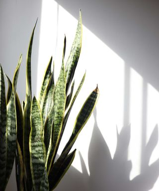 snake plant in sunlight