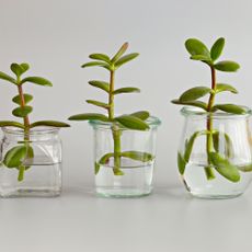 jade plant cuttings in water jars