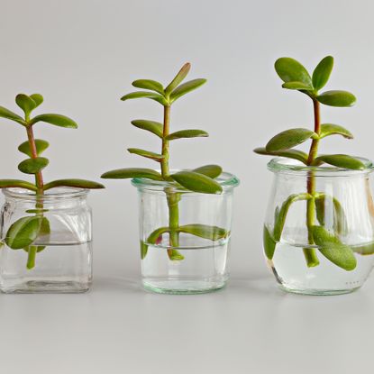 jade plant cuttings in water jars
