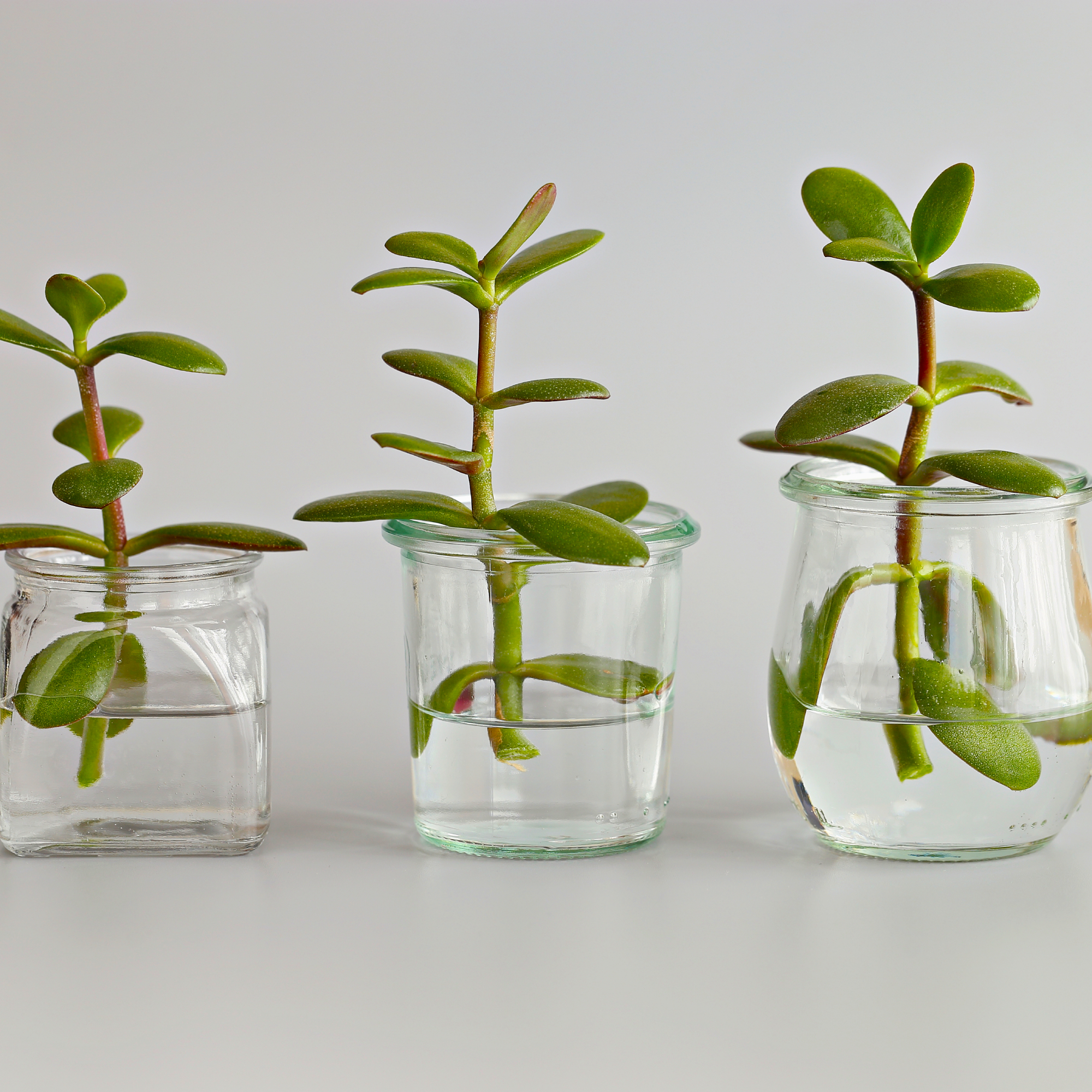 jade plant cuttings in water jars