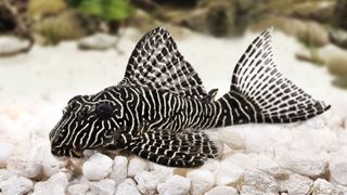 Hypostomus plecostomus