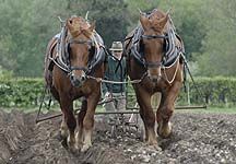 Suffolk Punch horses