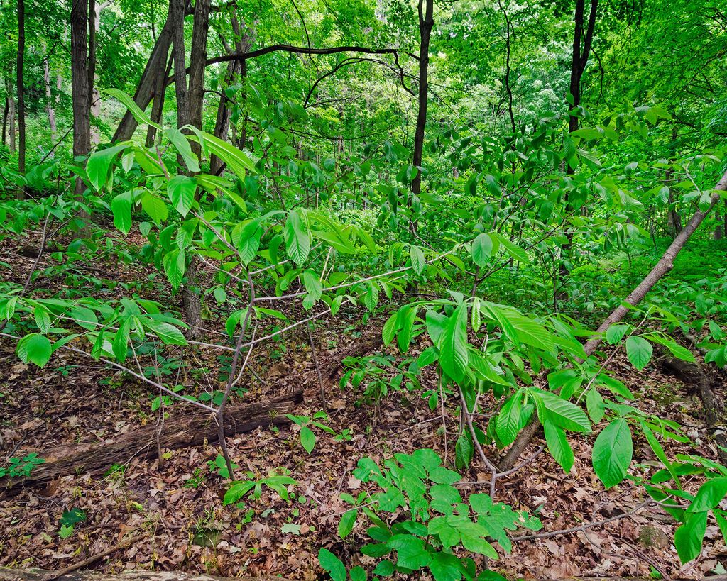 Pawpaw care and growing guide expert tips for success Gardeningetc