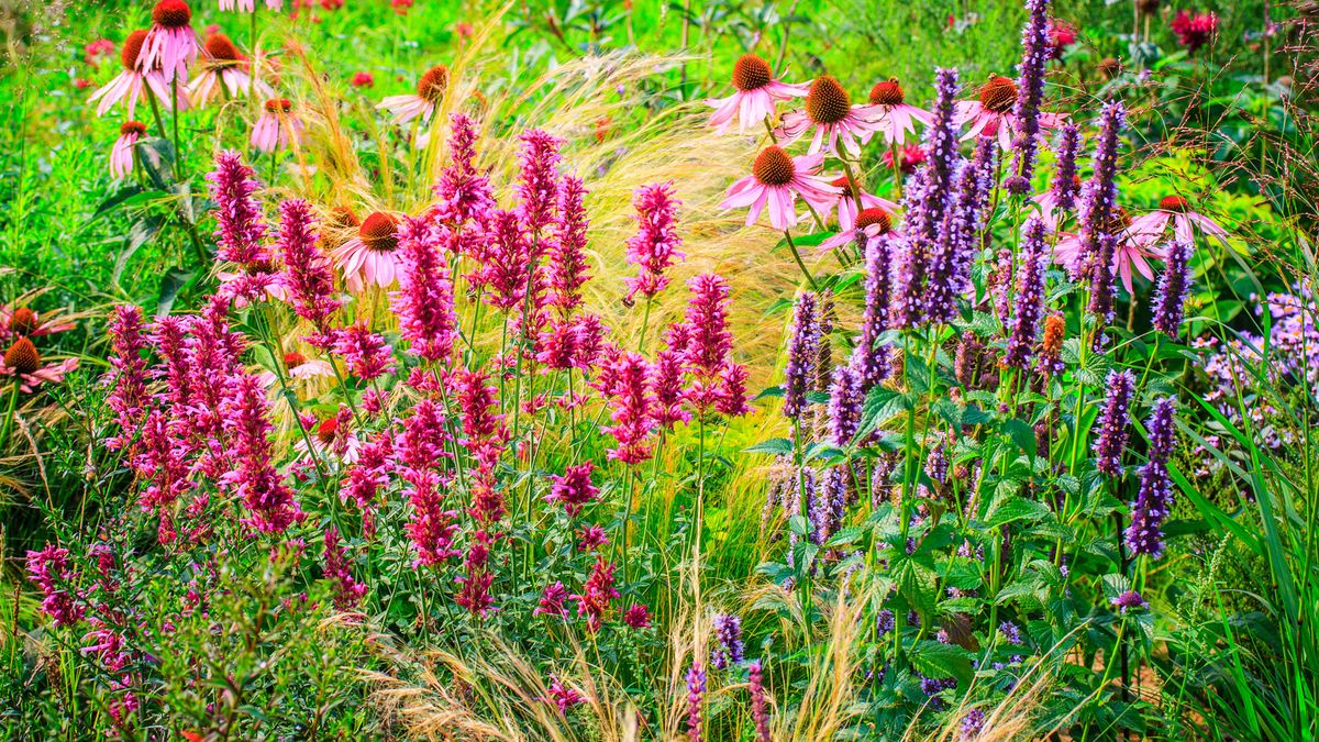 Cut These 6 Perennials Back in June to Encourage a Vibrant Second Flush of Blooms Later This Summer