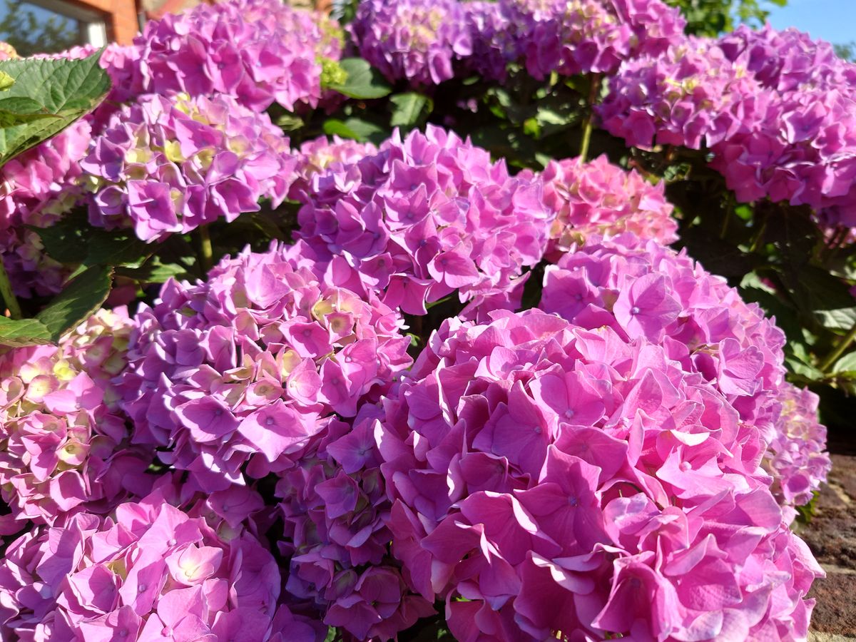 Sony Xperia 1 mark 4 camera samples