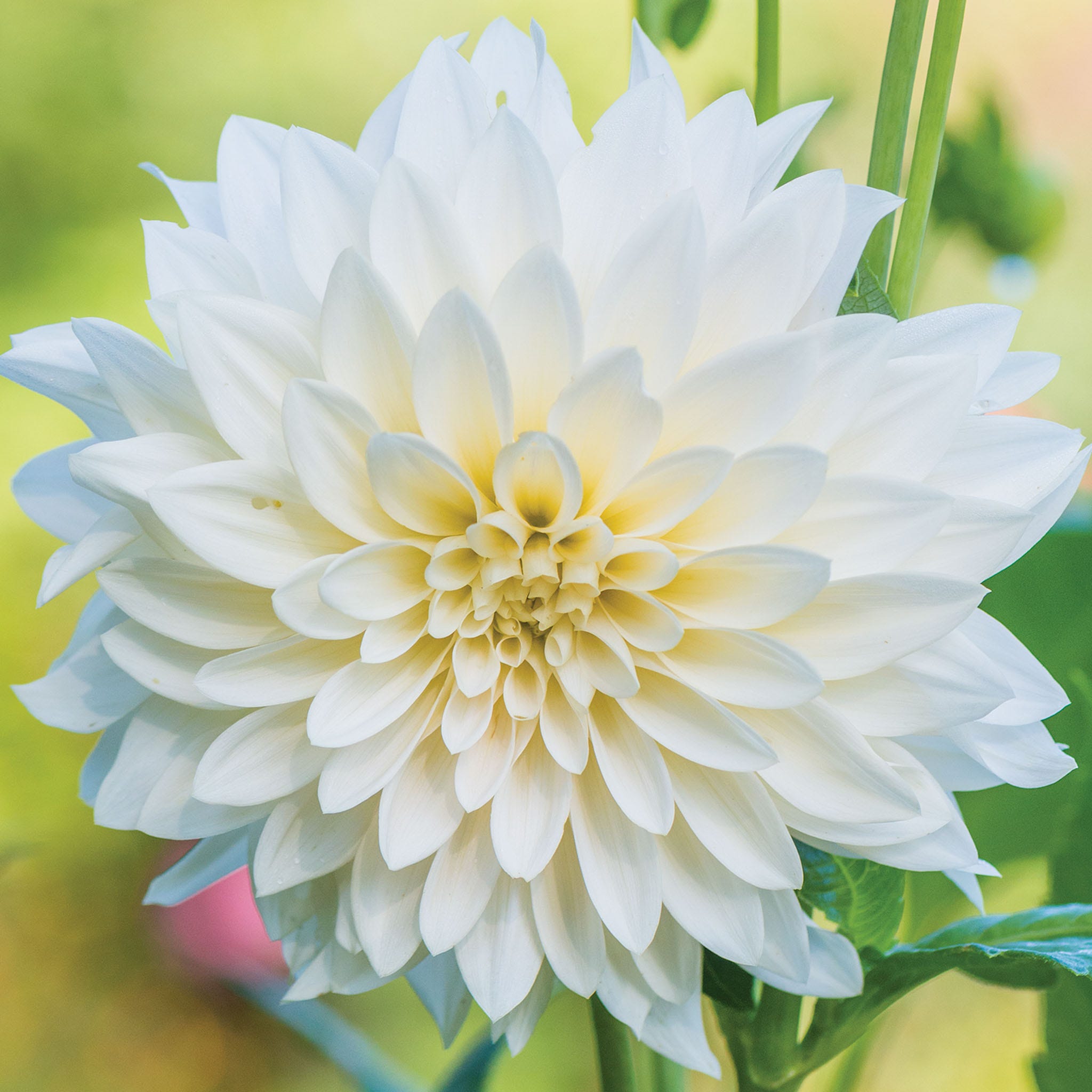 Caf&amp;eacute; Au Lait Dahlia Tuber