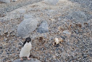 A penguin photo-bombing a modern nest site in southern Antarctica. The exposed bones and mummies here look exactly like the ancient specimens at Cape Irizar.