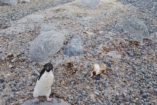 Dozens of ancient penguin 'mummies' discovered at lost nesting site in ...