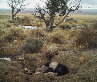 A badger in Utah's Grassy Mountains west of Salt Lake City gets busy burying a calf carcass for later snacking. This is the first time a badger has been seen burying a carcass larger than itself.