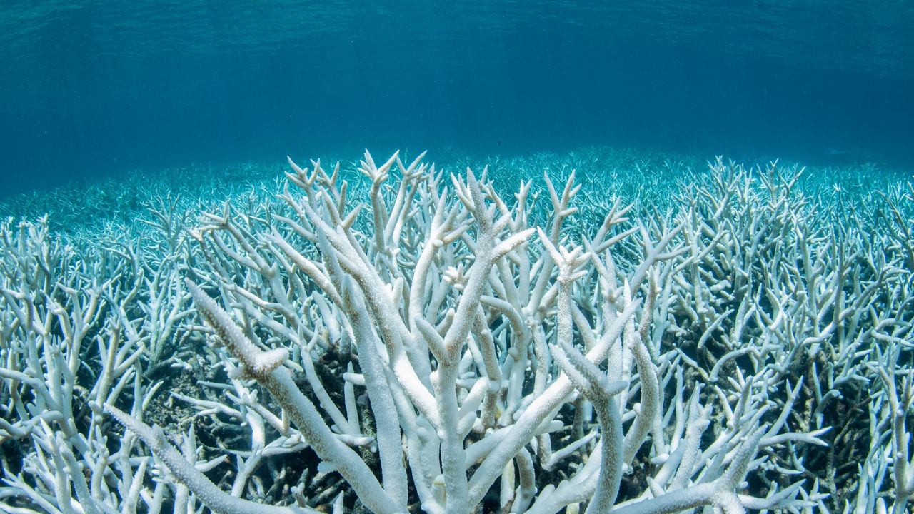 a coral reef that has turned completely white