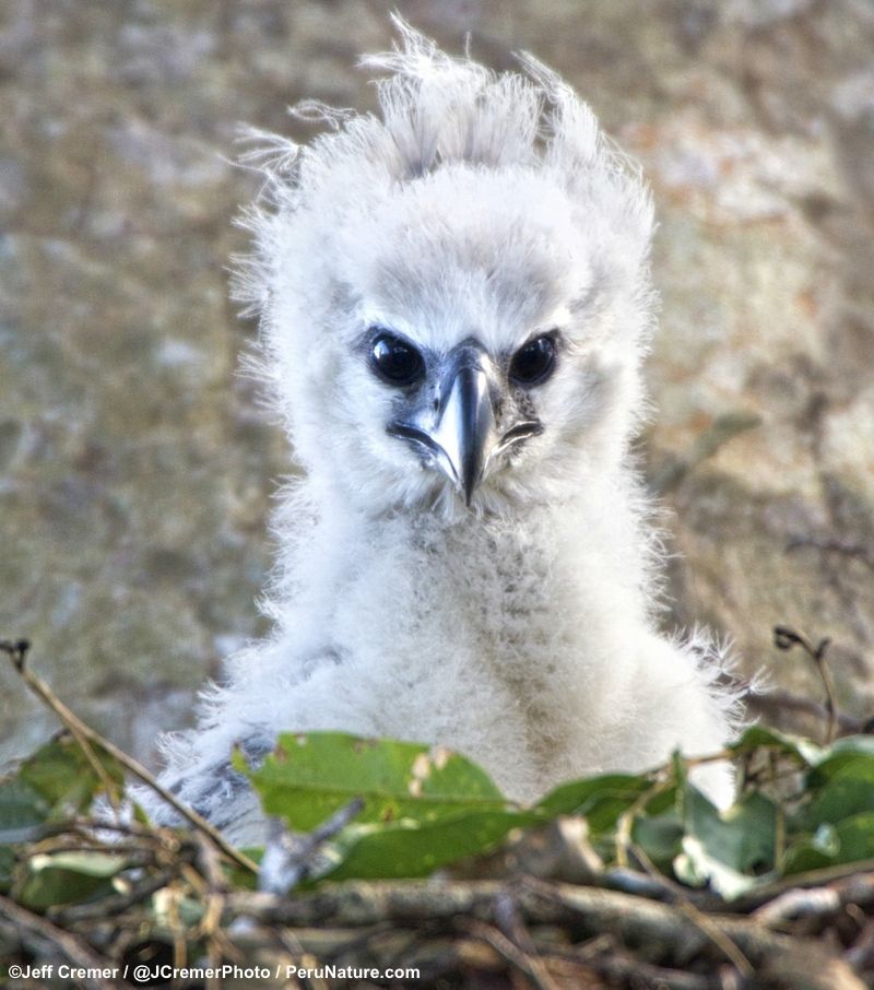 Conservationists at the Tambopata Research Center noticed the nest of a harpy eagle high in an ironwood tree.