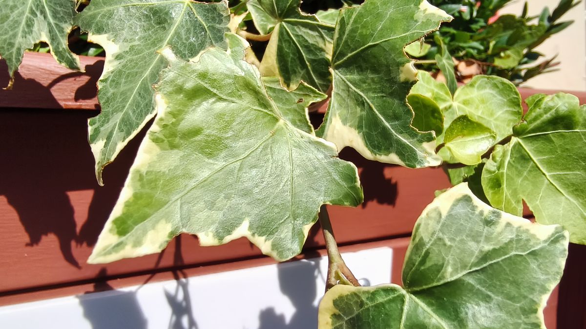TCL NXTPAPER 70 Pro camera examples