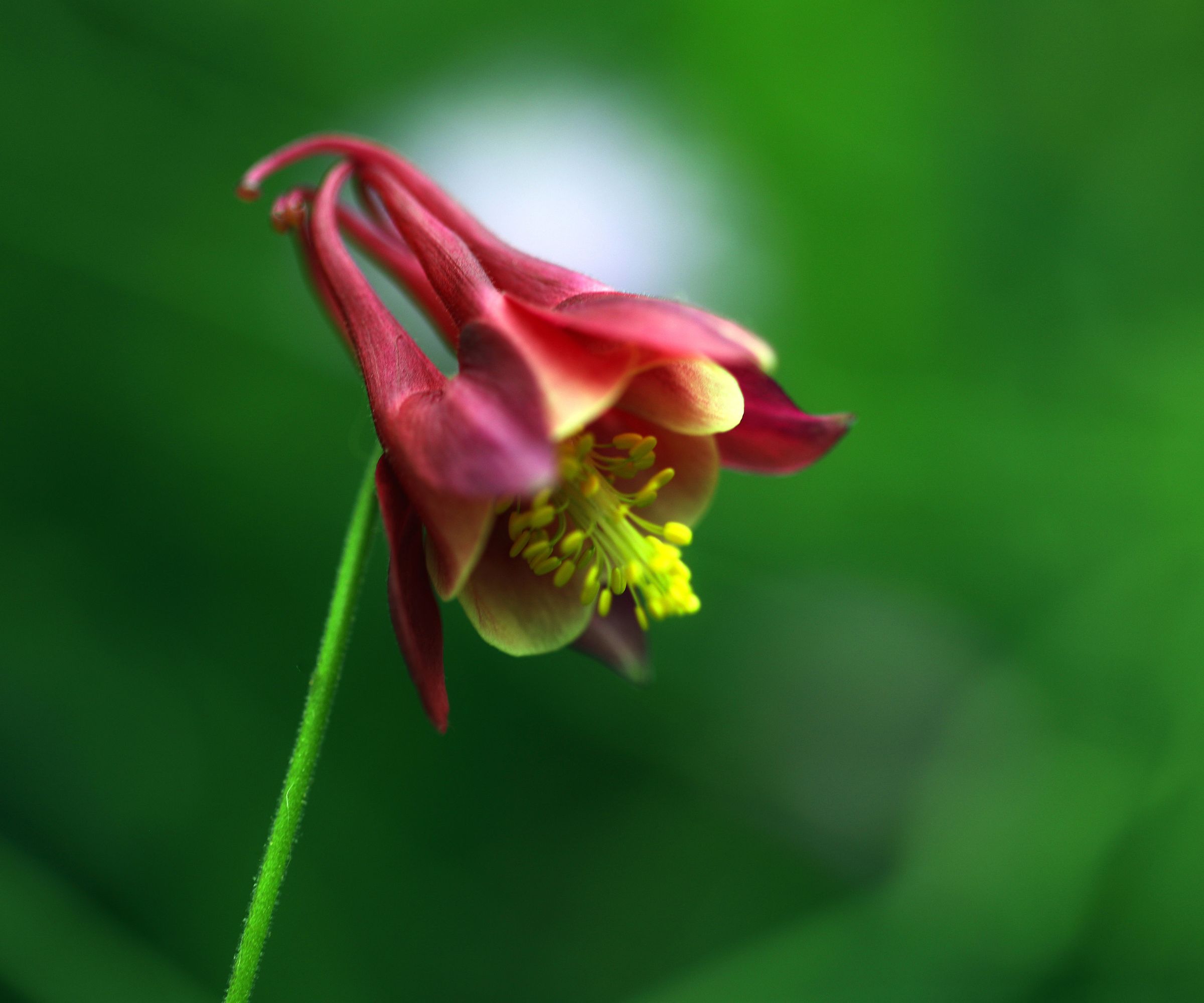 Close-up of a Red Columbine Flower Against a Green Background