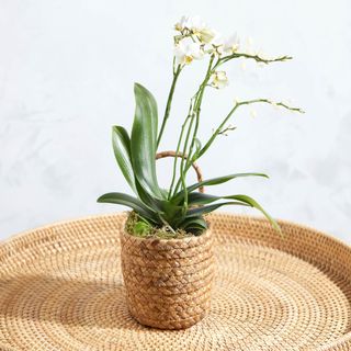 A potted orchid