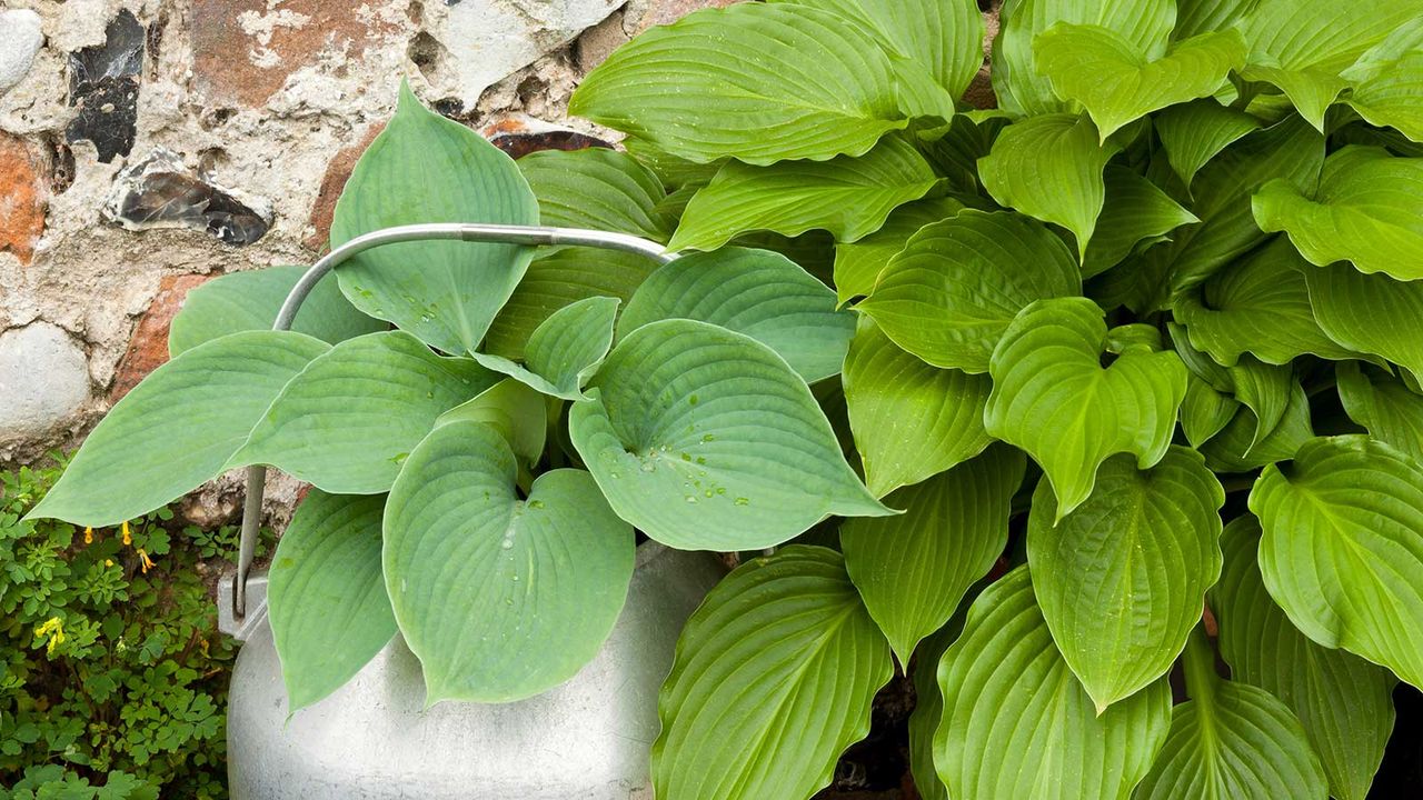 How To Grow Hostas In Pots Container Tips For These Plants Homes And Gardens