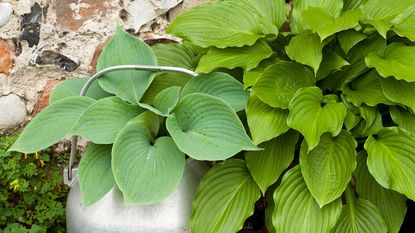 hosta leaves