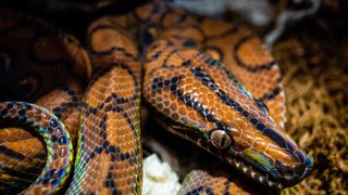 Brazilian Rainbow Boa