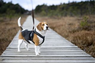 Beagle on a harness and long leash