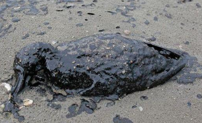 Texas oil spill is threatening lives of thousands of shorebirds