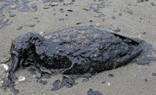 Texas oil spill is threatening lives of thousands of shorebirds