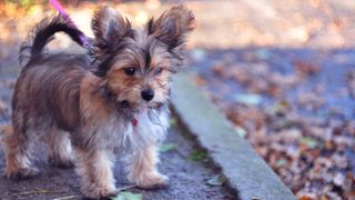 Chorkie puppy out for a walk