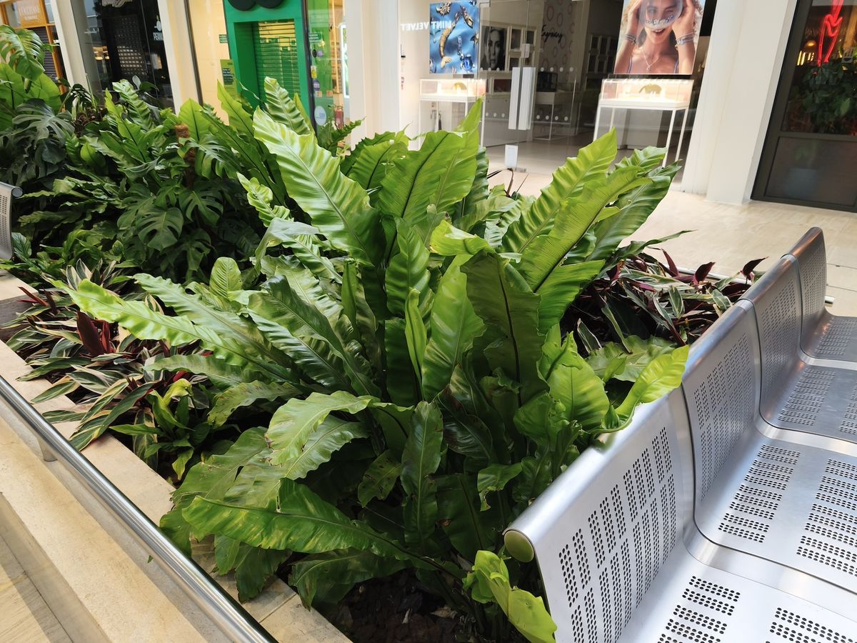 Camera sample captured on the Xiaomi 15T 12GB Rose Gold