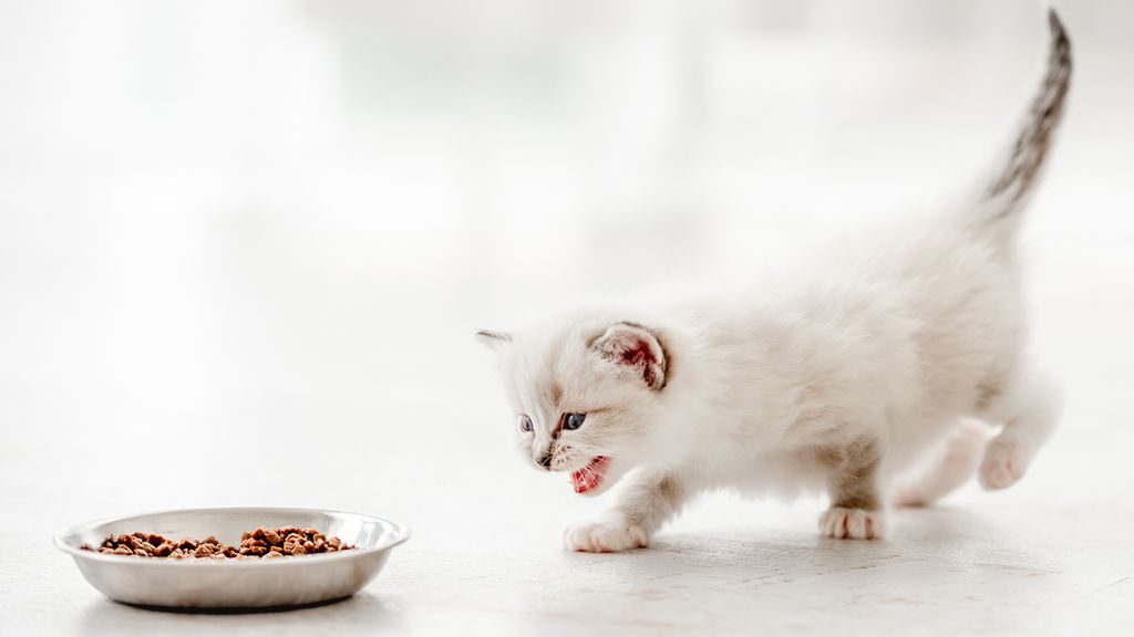 How much food should a kitten eat? We asked a vet PetsRadar