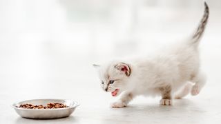 Kitten walking over to food bowl eagerly