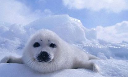 Should Parliament have dined on seal meat?