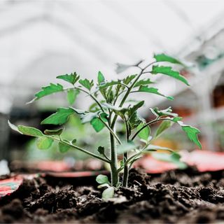 A one-month-old tomato plant growing in a grow bag