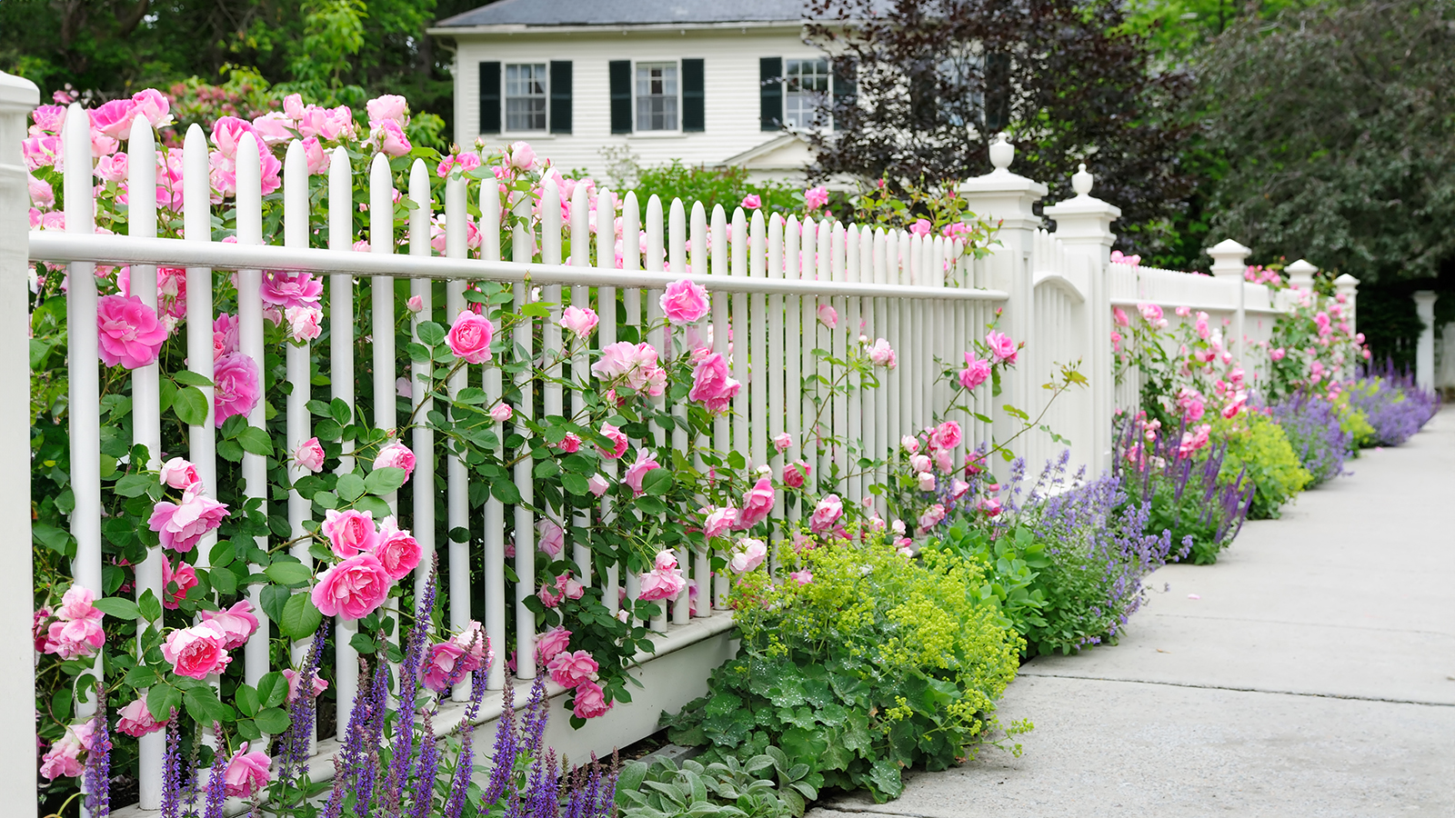 White fence in front of house with roses and salvia