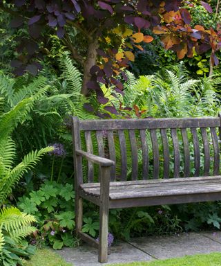 ferns planted around a garden bench
