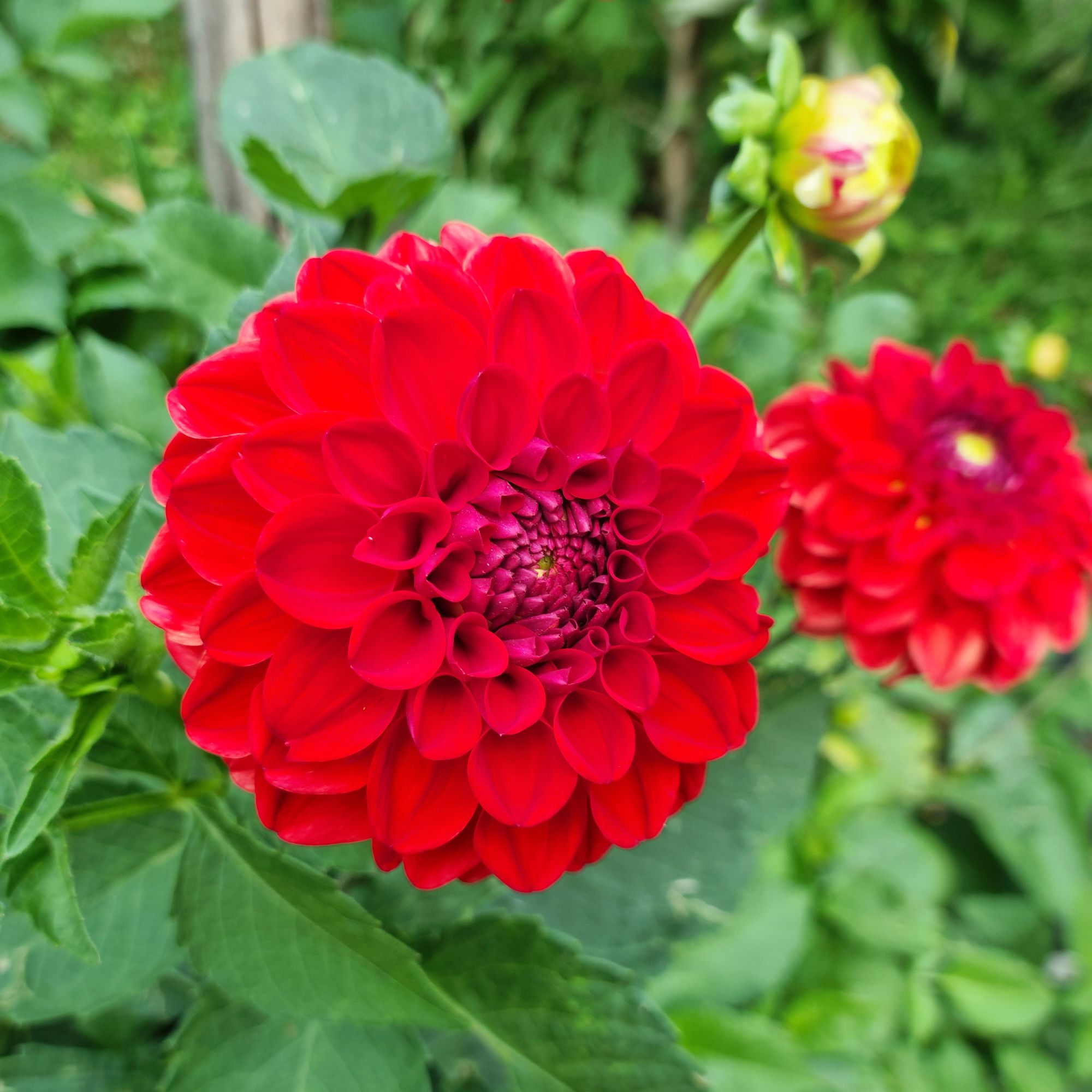Dahlia 'Red Cap' flowers growing in garden