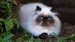 Himalayan cat