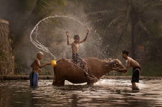 Children are at one with nature playing in a stream in Bogor, Indonesia, whilst washing an animal.