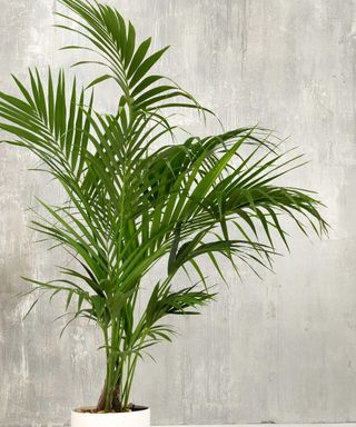 Leaves of potted Kentia palm plant indoors in front of gray industrial-style wall. This plant has multiple thick stems with lots of long wispy leaves, around 30 at a time coming off the end of each stem