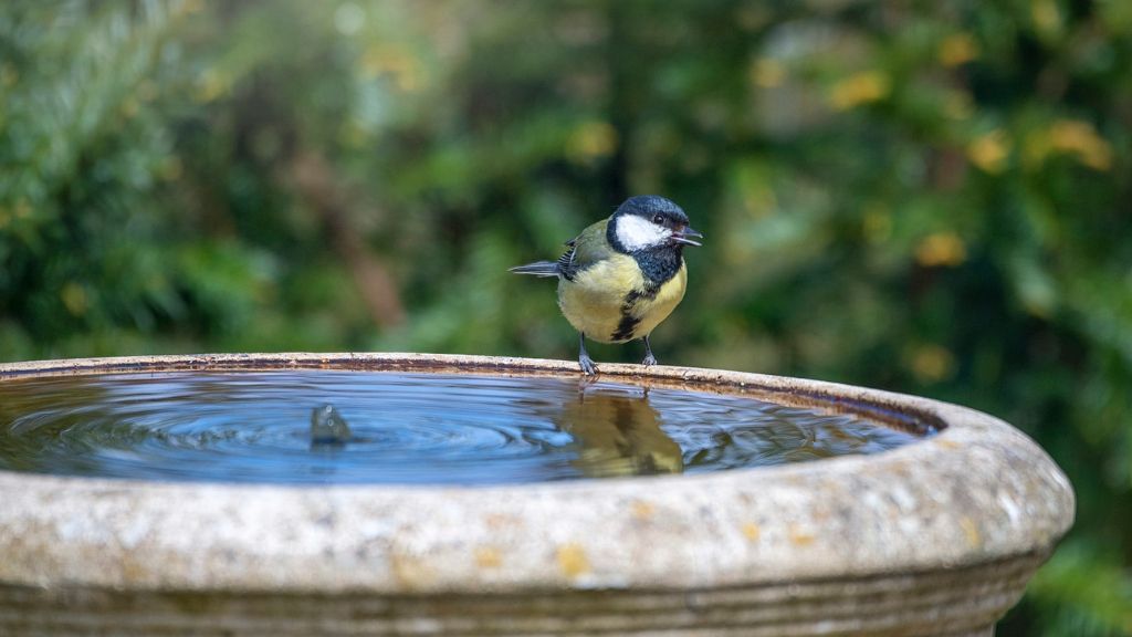 garden bird, blue great tit, perched on side of bird bath 