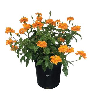 Nature's Way Farms Crossandra Orange Live Plant (25-30 in. Tall) in Grower Pot