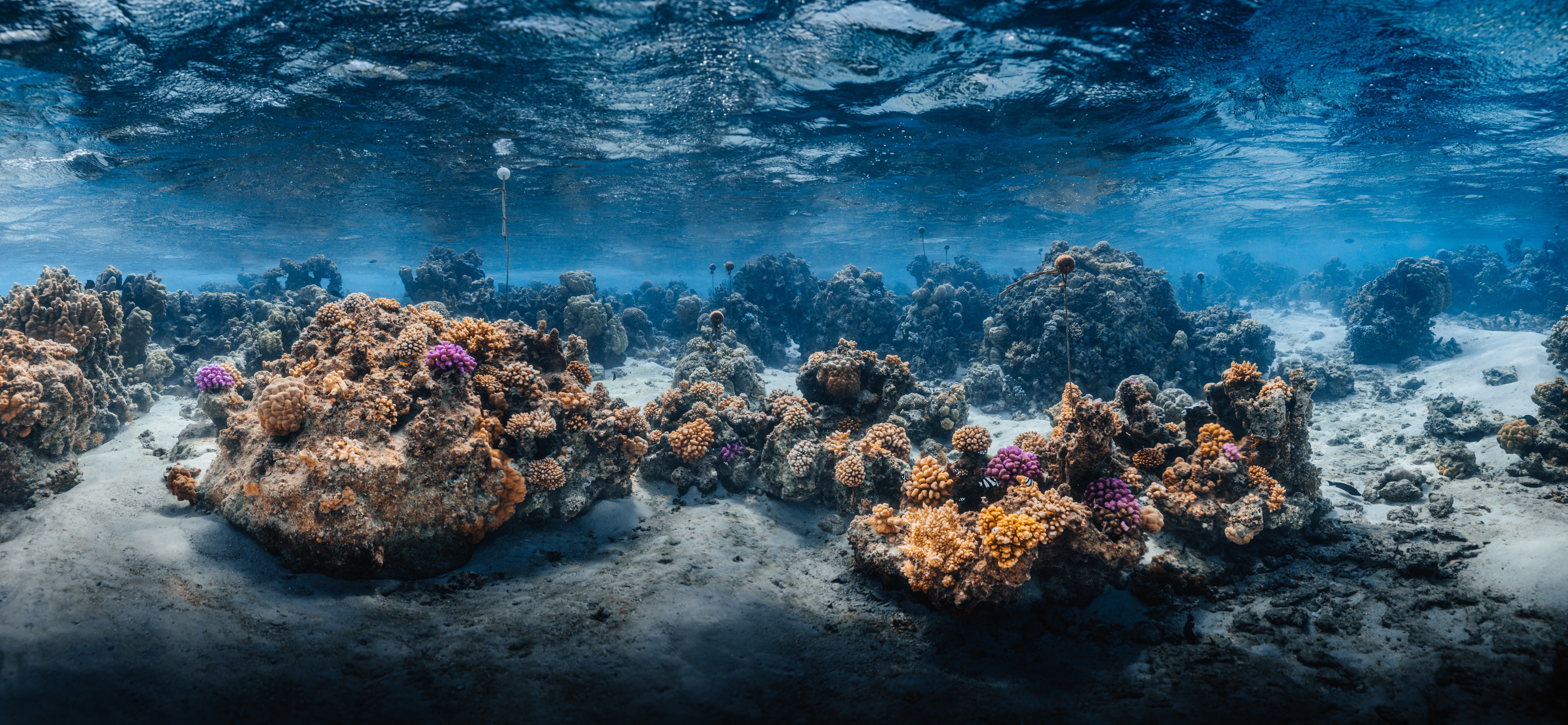 Coral Gardeners